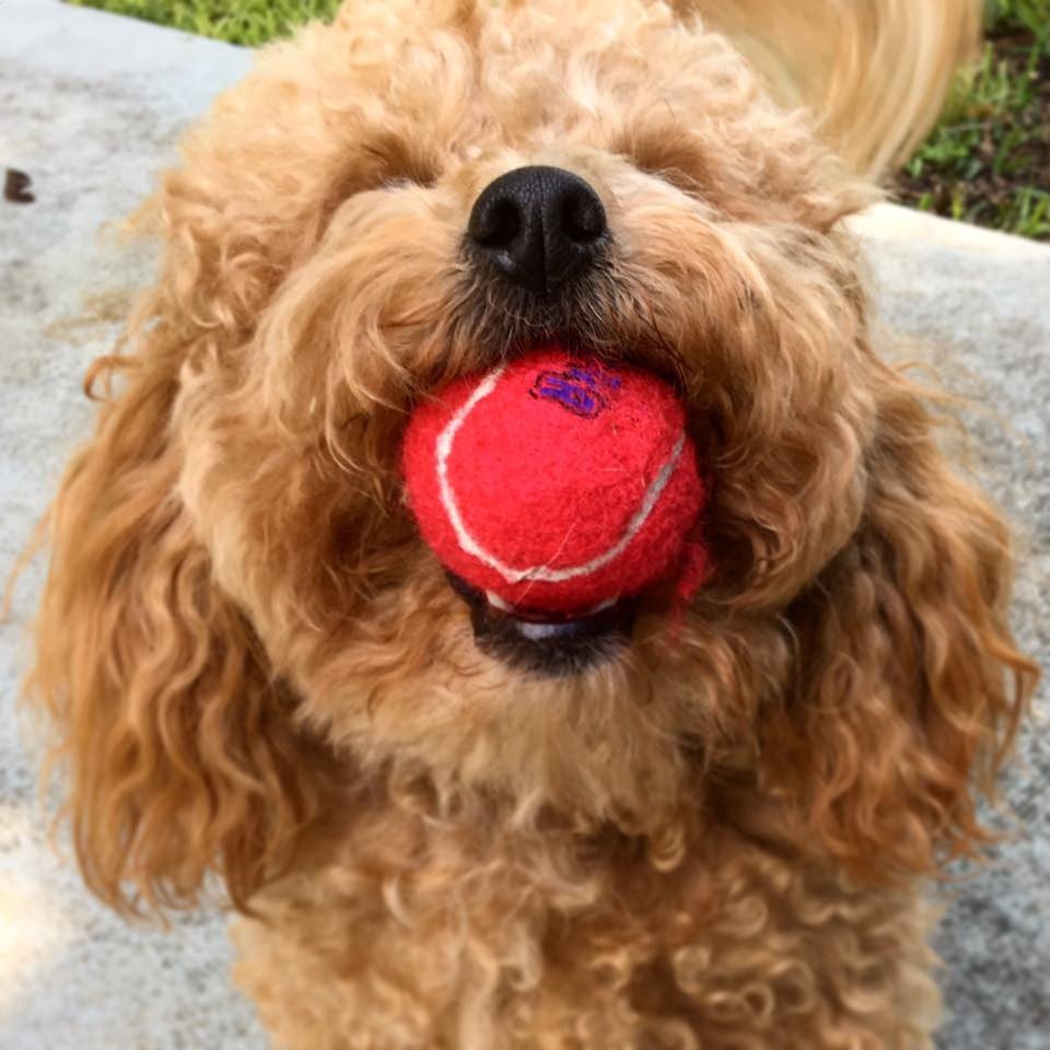 Pets Crave Love Dog with ball